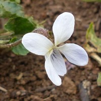Viola pilosa Blume